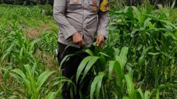 Bhabinkamtibmas Polsek Kandis dan Petani Bersama Merawat Kesuburan Tanaman Jagung