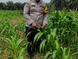 Bhabinkamtibmas Polsek Kandis dan Petani Bersama Merawat Kesuburan Tanaman Jagung