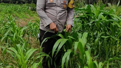 Bhabinkamtibmas Polsek Kandis dan Petani Bersama Merawat Kesuburan Tanaman Jagung