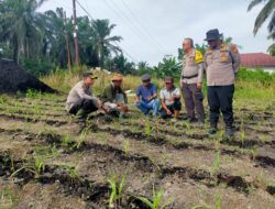 Polsek Kandis dan Petani Satukan Langkah, Mengawal Ketahanan Pangan untuk Masa Depan Bangsa