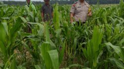 Polisi dan Petani di Kandis Kawal Jagung 12 Hektare, Ikhtiar Menjaga Ketahanan Pangan