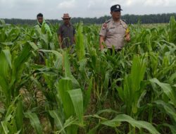 Polisi dan Petani di Kandis Kawal Jagung 12 Hektare, Ikhtiar Menjaga Ketahanan Pangan