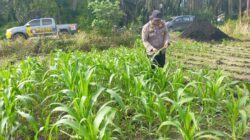Polisi Masuk Ladang! Polsek Kandis Rawat Jagung, Jaga Asa Swasembada Pangan