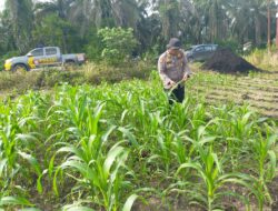 Polisi Masuk Ladang! Polsek Kandis Rawat Jagung, Jaga Asa Swasembada Pangan