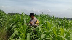 Polisi Turun ke Tengah Kebun Jagung, Polsek Kandis Kawal 12 Hektare Tanaman untuk Dukung Swasembada Pangan