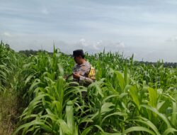 Polisi Turun ke Tengah Kebun Jagung, Polsek Kandis Kawal 12 Hektare Tanaman untuk Dukung Swasembada Pangan