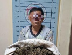 Ganja 4,7 Kg Disembunyikan di Bawah Tempat Tidur, Satresnarkoba Bongkar Peredaran di Ketambe