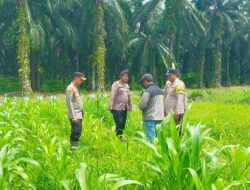 Ketahanan Pangan, Kompol Herman Pelani: Pengolahan Lahan Menjadi Tahapan yang Penting
