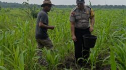 Bhabinkamtibmas Bersama Petani, Polsek Kandis Dorong Swasembada Pangan Nasional Lewat Pemupukan Jagung