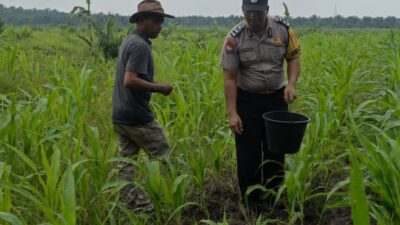 Bhabinkamtibmas Bersama Petani, Polsek Kandis Dorong Swasembada Pangan Nasional Lewat Pemupukan Jagung