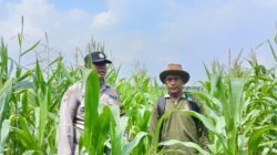 Semangat Bhabinkamtibmas dan Petani Kandis, Kekuatan Swasembada Pangan