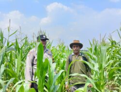 Semangat Bhabinkamtibmas dan Petani Kandis, Kekuatan Swasembada Pangan