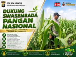 Dari Lahan ke Ketahanan Bangsa! Bhabinkamtibmas Polsek Kandis Turun Langsung Cek Jagung Petani Jambai Makmur