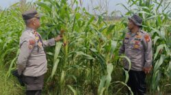 Dari Tangan Petani, untuk Masa Depan Negeri: Polsek Kandis Perkuat Ketahanan Pangan