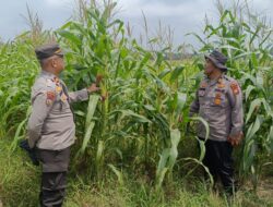 Dari Tangan Petani, untuk Masa Depan Negeri: Polsek Kandis Perkuat Ketahanan Pangan