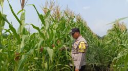 Bhabinkamtibmas Polsek Kandis Kawal Tanaman Jagung, Ketahanan Pangan Dimulai dari Lahan Petani