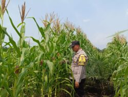 Bhabinkamtibmas Polsek Kandis Kawal Tanaman Jagung, Ketahanan Pangan Dimulai dari Lahan Petani