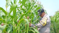 Bhabinkamtibmas Polsek Kandis Kawal Ketahanan Pangan, Jagung Jambai Makmur Jadi Harapan Swasembada