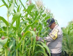 Bhabinkamtibmas Polsek Kandis Kawal Ketahanan Pangan, Jagung Jambai Makmur Jadi Harapan Swasembada