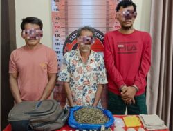 Peredaran Ganja Dibongkar, Polres Aceh Tenggara Amankan 3 Pelaku dan 708,82 Gram Barang Bukti