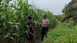 Kapolsek Kandis Apresiasi Kolaborasi Bhabinkamtibmas dan Petani, Perkuat Ketahanan Pangan