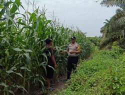 Kapolsek Kandis Apresiasi Kolaborasi Bhabinkamtibmas dan Petani, Perkuat Ketahanan Pangan