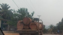 Dugaan Illegal Logging di Kampar Kiri Disorot, Kayu Logs Diduga Mengalir ke Sawmill, Ada Apa Dengan APH …?