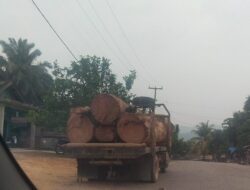 Dugaan Illegal Logging di Kampar Kiri Disorot, Kayu Logs Diduga Mengalir ke Sawmill, Ada Apa Dengan APH …?