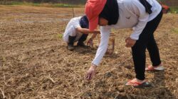 Implementasikan 15 Program Aksi Kemenimipas, Rutan Kelas I Tangerang Tanam Jagung Hibrida