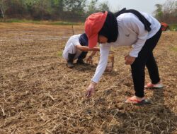 Implementasikan 15 Program Aksi Kemenimipas, Rutan Kelas I Tangerang Tanam Jagung Hibrida