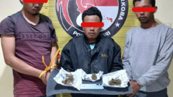 Ringkus Kurir hingga Pemasok Ganja, Sat Narkoba Polres Dairi Komitmen Putus Rantai Peredaran Narkoba