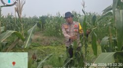 Bhabinkamtibmas Polsek bangko Awasi Pertumbuhan Jagung, Optimisme Panen Meningkat di Pekaitan