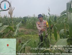 Bhabinkamtibmas Polsek bangko Awasi Pertumbuhan Jagung, Optimisme Panen Meningkat di Pekaitan