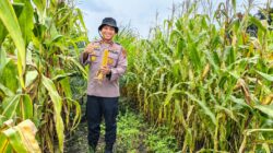 Kapolsek Kandis Cek Tanaman Jagung di Kampung Jambai Makmur, Dukung Ketahanan Pangan Nasional