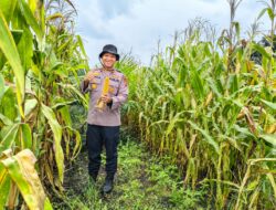 Kapolsek Kandis Cek Tanaman Jagung di Kampung Jambai Makmur, Dukung Ketahanan Pangan Nasional