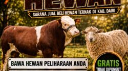 TNI Buka Peluang Usaha Peternakan di Dairi, Pekan Raya Ternak Digelar 22 Oktober
