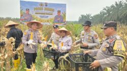 Polres Siak Perkuat Ketahanan Pangan, Polsek Kandis Bersama Petani Sukses Panen Jagung