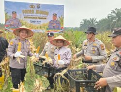 Polres Siak Perkuat Ketahanan Pangan, Polsek Kandis Bersama Petani Sukses Panen Jagung